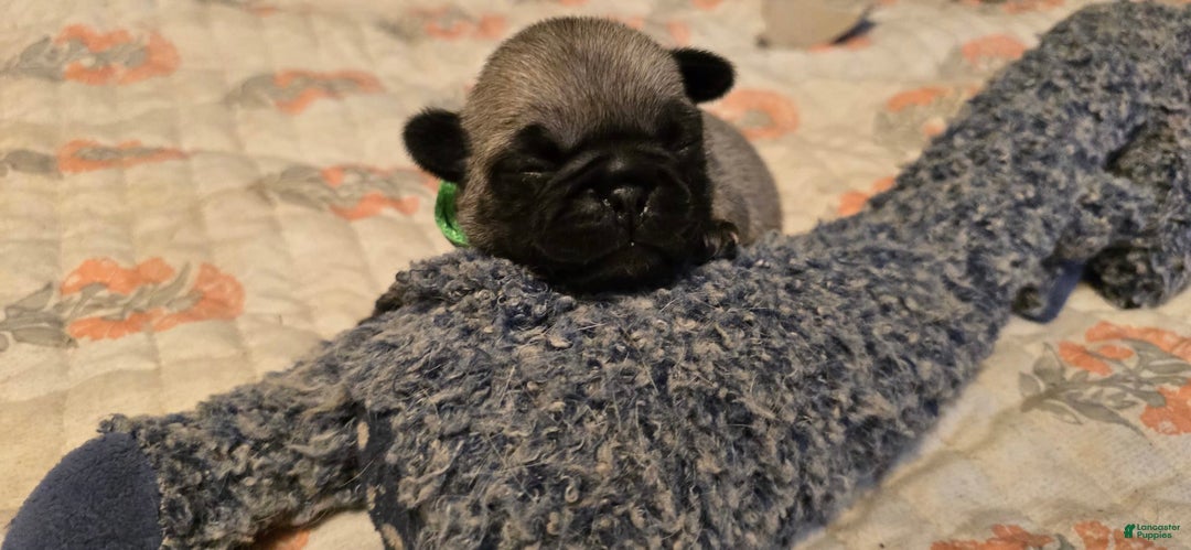 Pug dogs for sale: Derek - Image 19