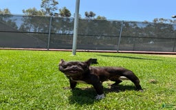 French Bulldog dogs for sale: Lucky - Image 4