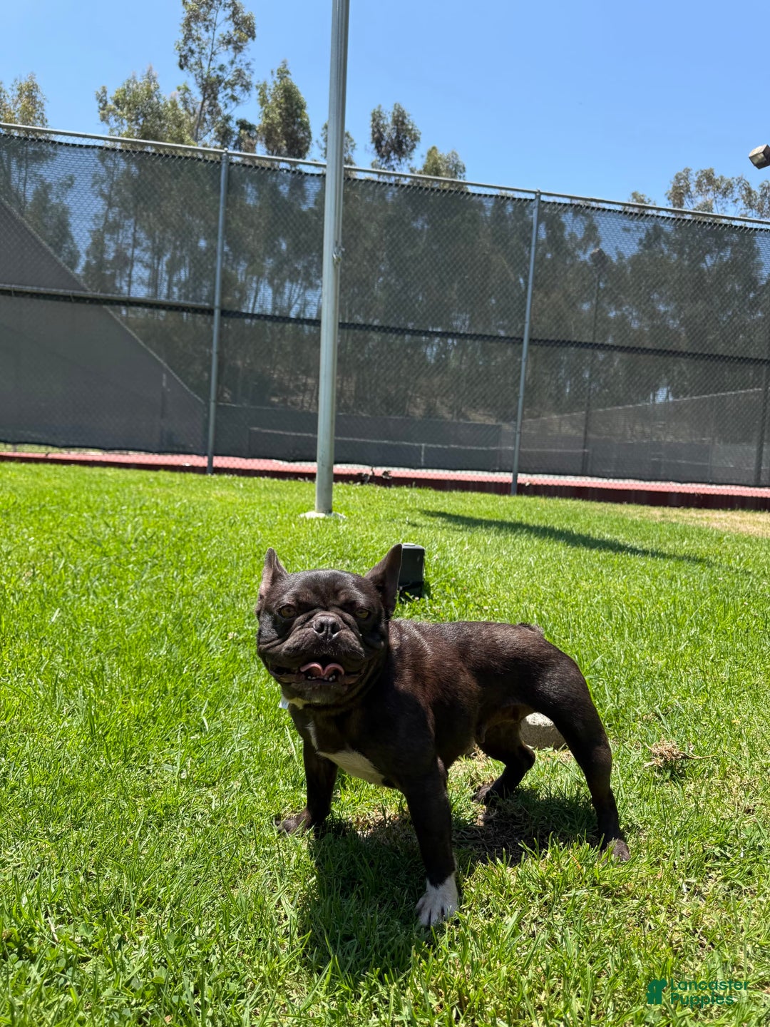 French Bulldog dogs for sale: Lucky - Image 4