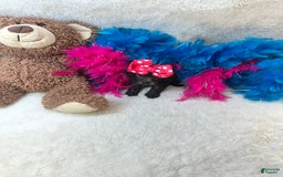 Morkie dogs for sale: Penelope - Image 8