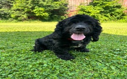 Cocker Spaniel dogs for sale: Kimmy - Image 7