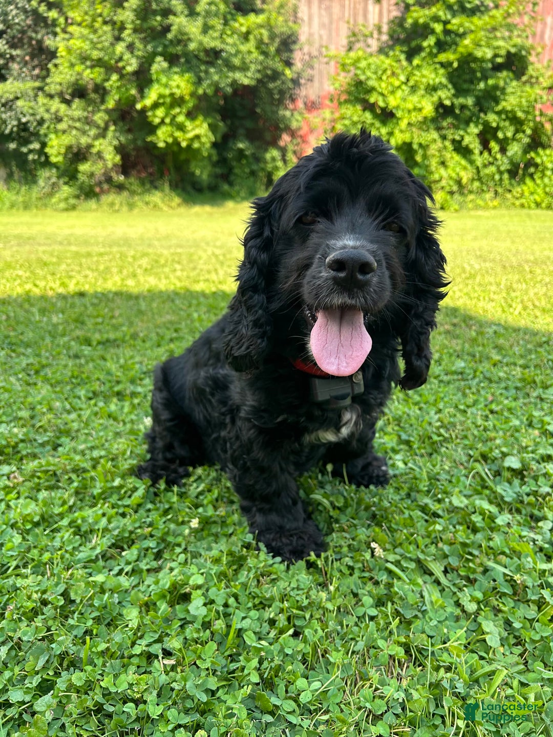 Cocker Spaniel dogs for sale: Kimmy - Image 7
