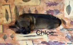 German Shepherd dogs for sale: Chloe - Image 2