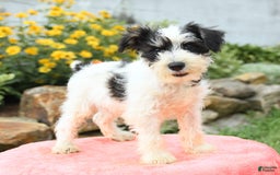 Miniature Schnauzer dogs for sale: Valley - Image 4