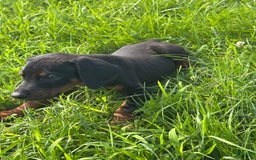 Doberman Pinscher dogs for sale: Luke - Image 4
