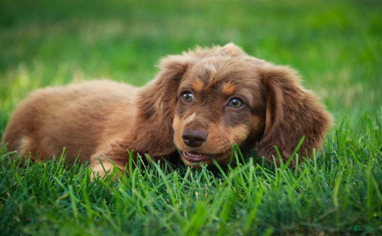 Miniature Dachshund dogs for sale - Ad 1