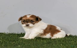 Shihpoo dogs for sale: Amy - Image 24