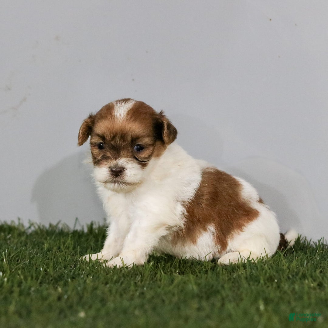Shihpoo dogs for sale: Amy - Image 24