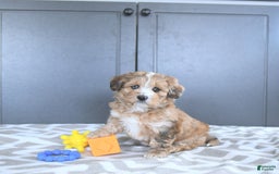 Mini Bernedoodle dogs for sale: Karter - Image 5