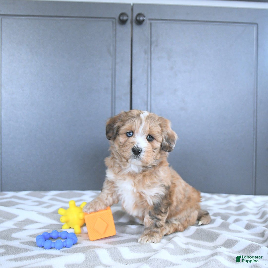 Mini Bernedoodle dogs for sale: Karter - Image 5