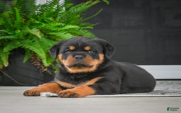 Rottweiler dogs for sale: Clair Bear - Image 24