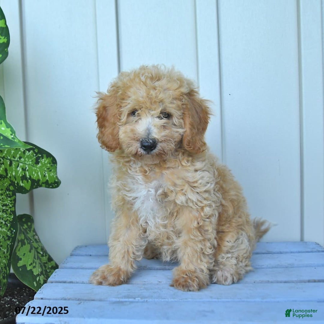 Mini Goldendoodle dogs for sale: Muppet - Image 12