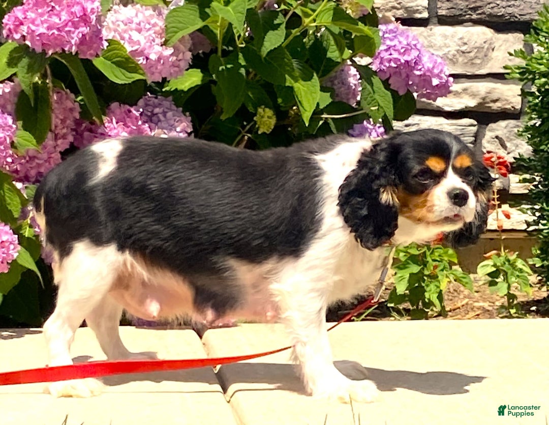 Cavalier King Charles Spaniel dogs for sale: Amigo - Image 14