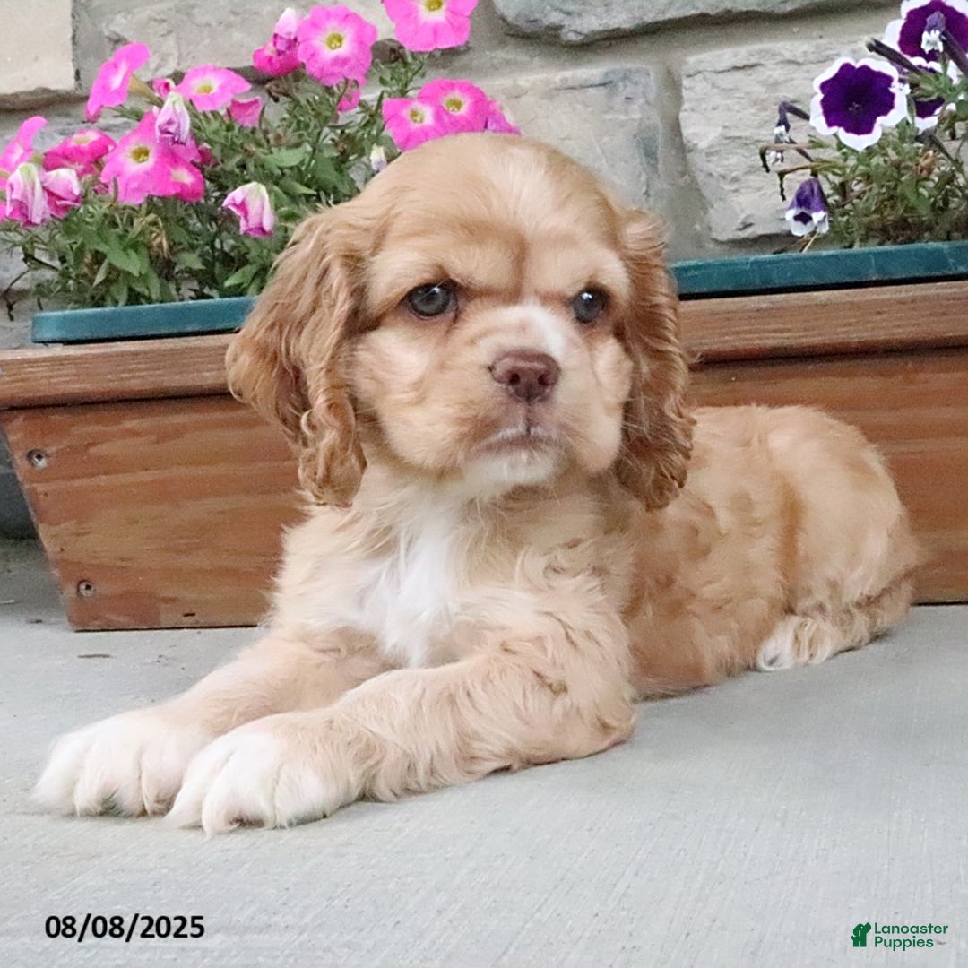 Cocker Spaniel dogs for sale: Oakley - Image 5
