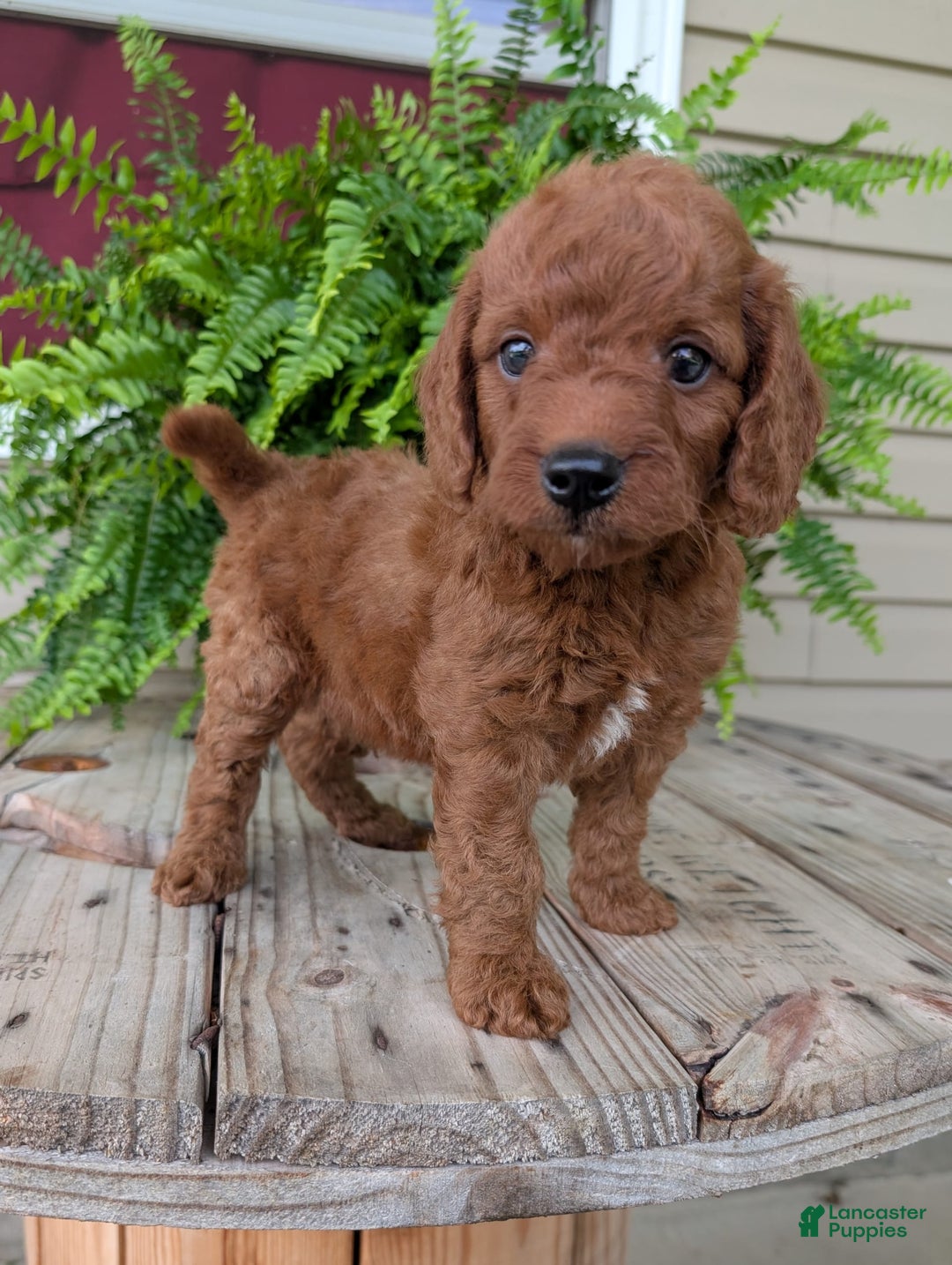 Mini Goldendoodle dogs for sale: Mini -coner - Image 30