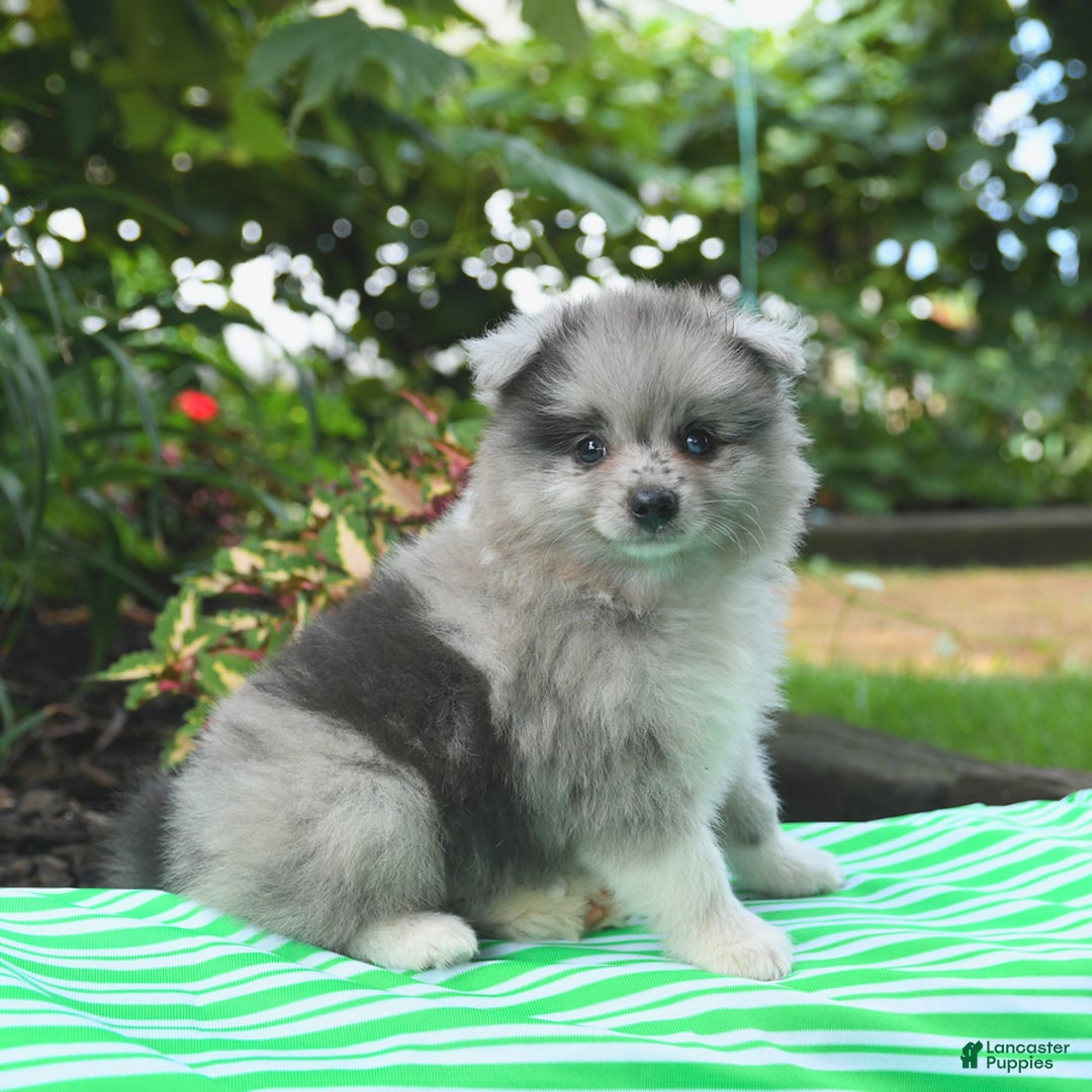 Pomeranian dogs for sale: Pomeranian 2 puppies - Image 3