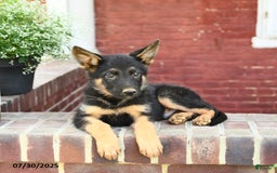 German Shepherd dogs for sale: Monty - Image 4