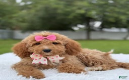 Mini Goldendoodle dogs for sale: Alani - Image 4