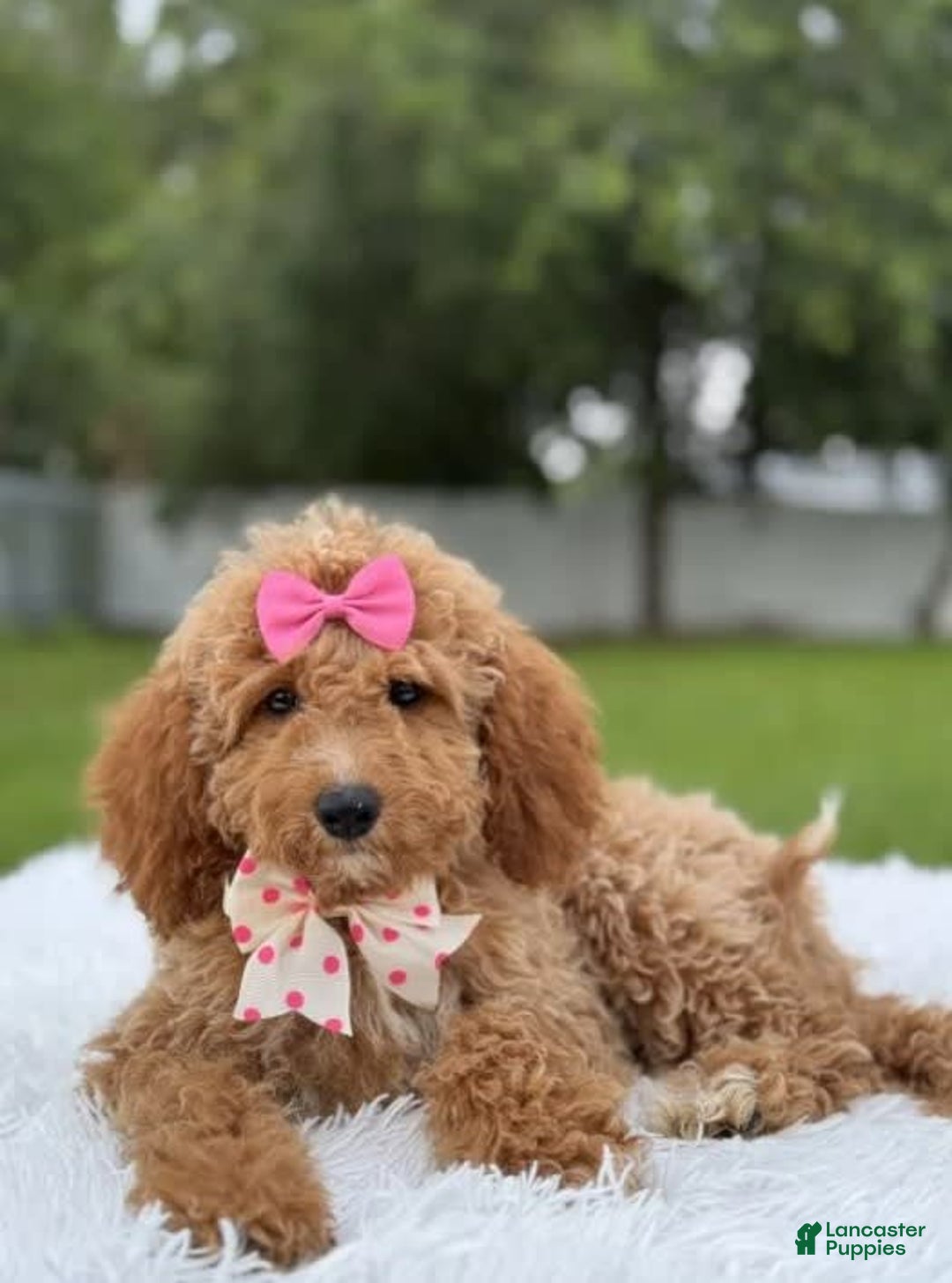Mini Goldendoodle dogs for sale: Alani - Image 4