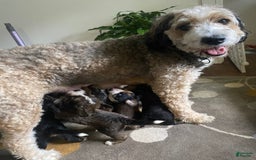 Bernedoodle dogs for sale: Meatball - Image 13