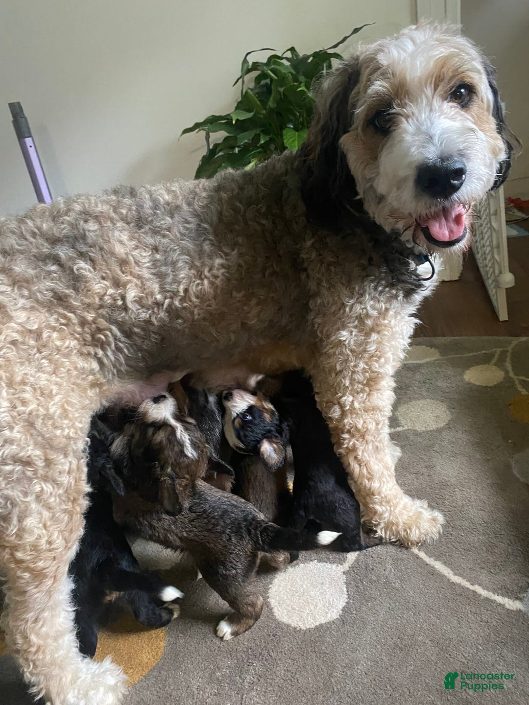 Bernedoodle dogs for sale: Meatball - Image 13