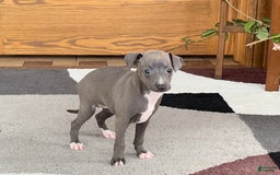 Italian Greyhound dogs for sale: Kk - Image 1