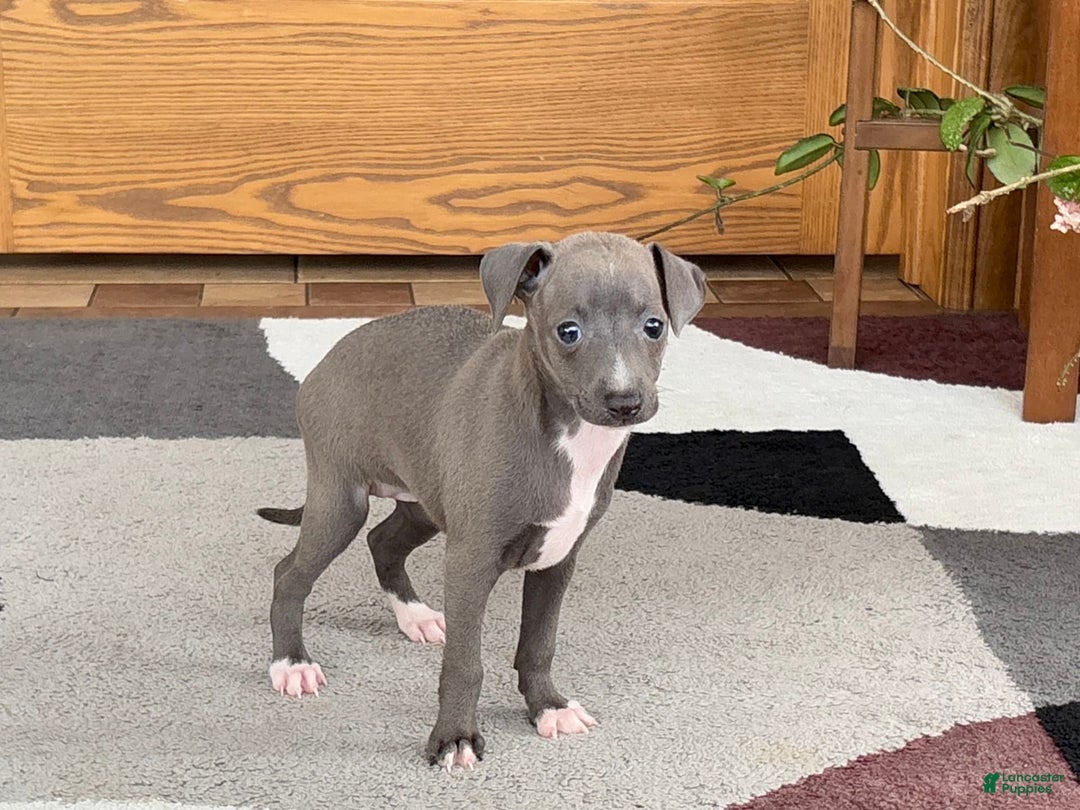 Italian Greyhound dogs for sale: Kk - Image 1