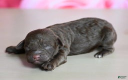 Shihpoo dogs for sale: Cinnamon - Image 2
