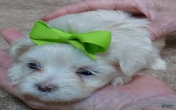 Maltese dogs for sale: Titan - Image 7