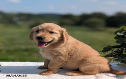 Golden Retriever dogs for sale: Maggie - Image 3