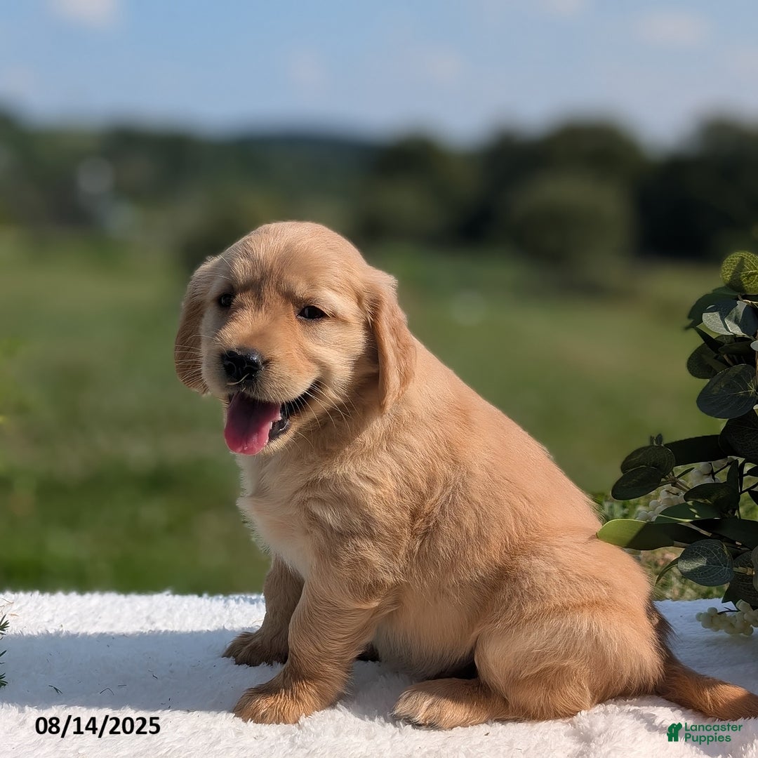 Golden Retriever dogs for sale: Maggie - Image 3