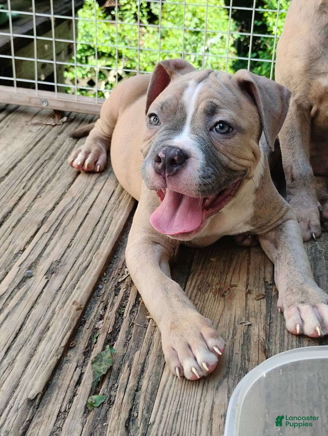 American Bully dogs for sale: Tony - Image 8