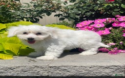 Coton De Tulear dogs for sale: Candy - Image 6