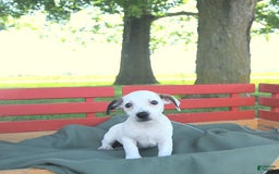 Jack Russell Terrier dogs for sale: Tia - Image 14