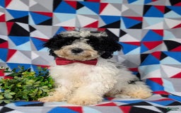 Cavapoo dogs for sale: Edmond Hypoallergenic - Image 9