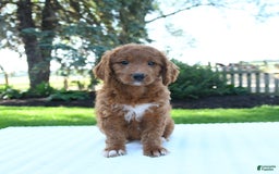 Mini Goldendoodle dogs for sale: Callie - Image 4
