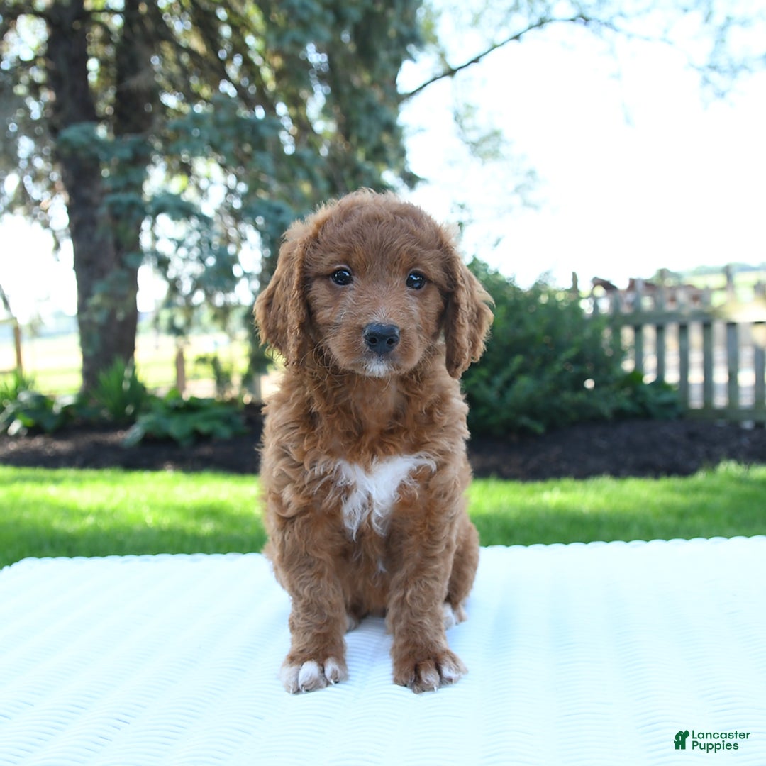 Mini Goldendoodle dogs for sale: Callie - Image 4