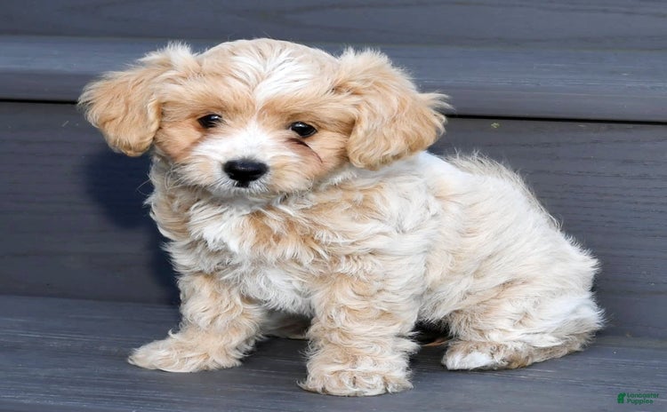Maltipoo dogs - Advert 14