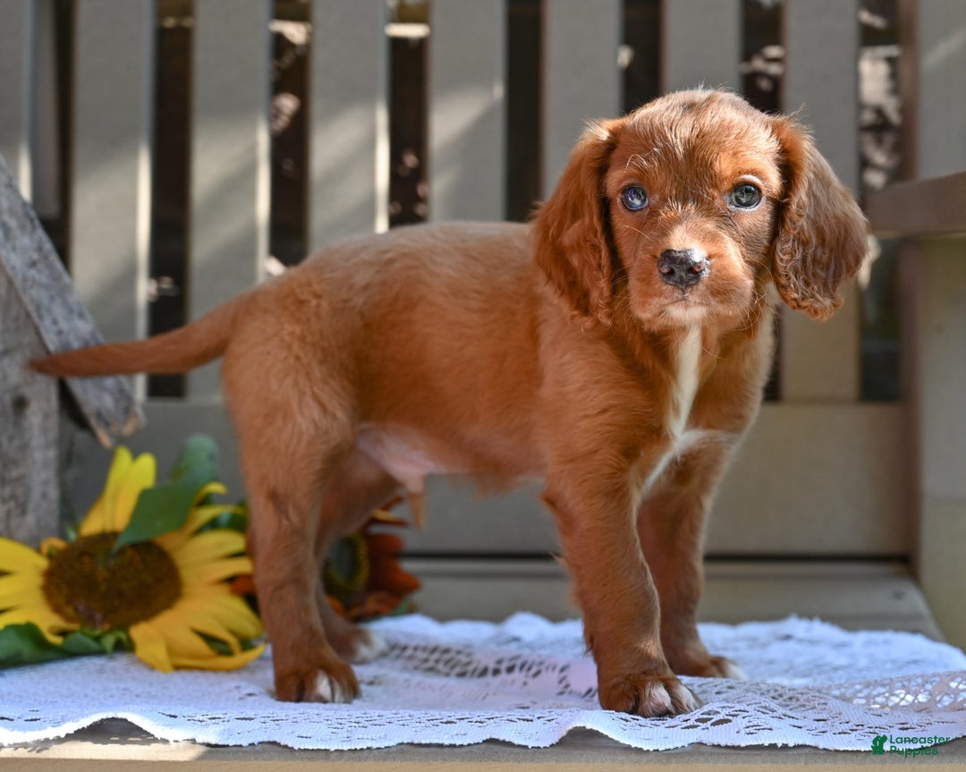 Cavapoo dogs for sale: Rhett - Image 4