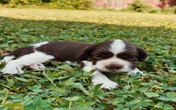 Cocker Spaniel dogs for sale: Kimmy - Image 1