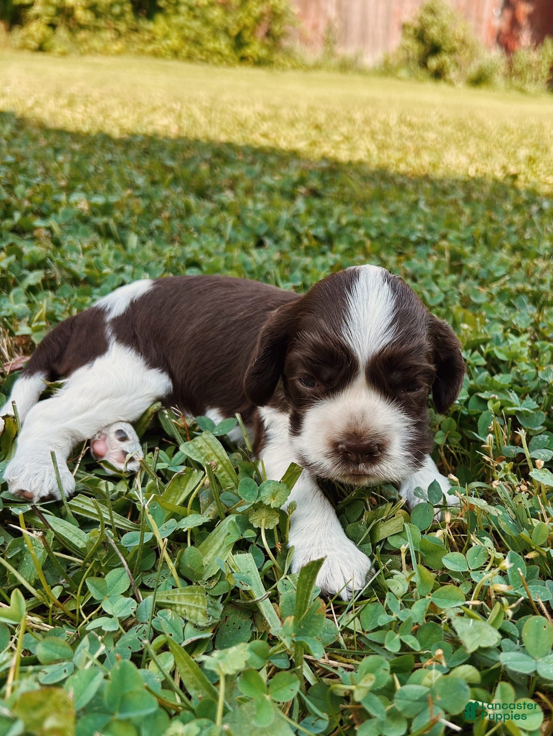 Cocker Spaniel dogs for sale: Kimmy - Image 1