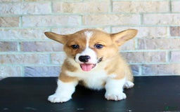 Welsh Corgi Pembroke dogs for sale: Bear - Image 2