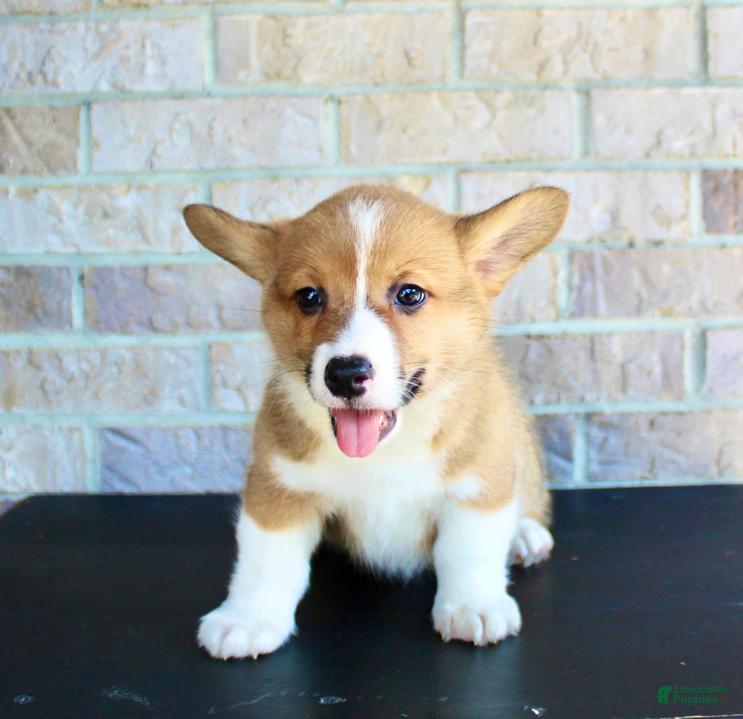 Welsh Corgi Pembroke dogs for sale: Bear - Image 2