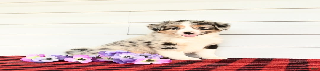 Shep