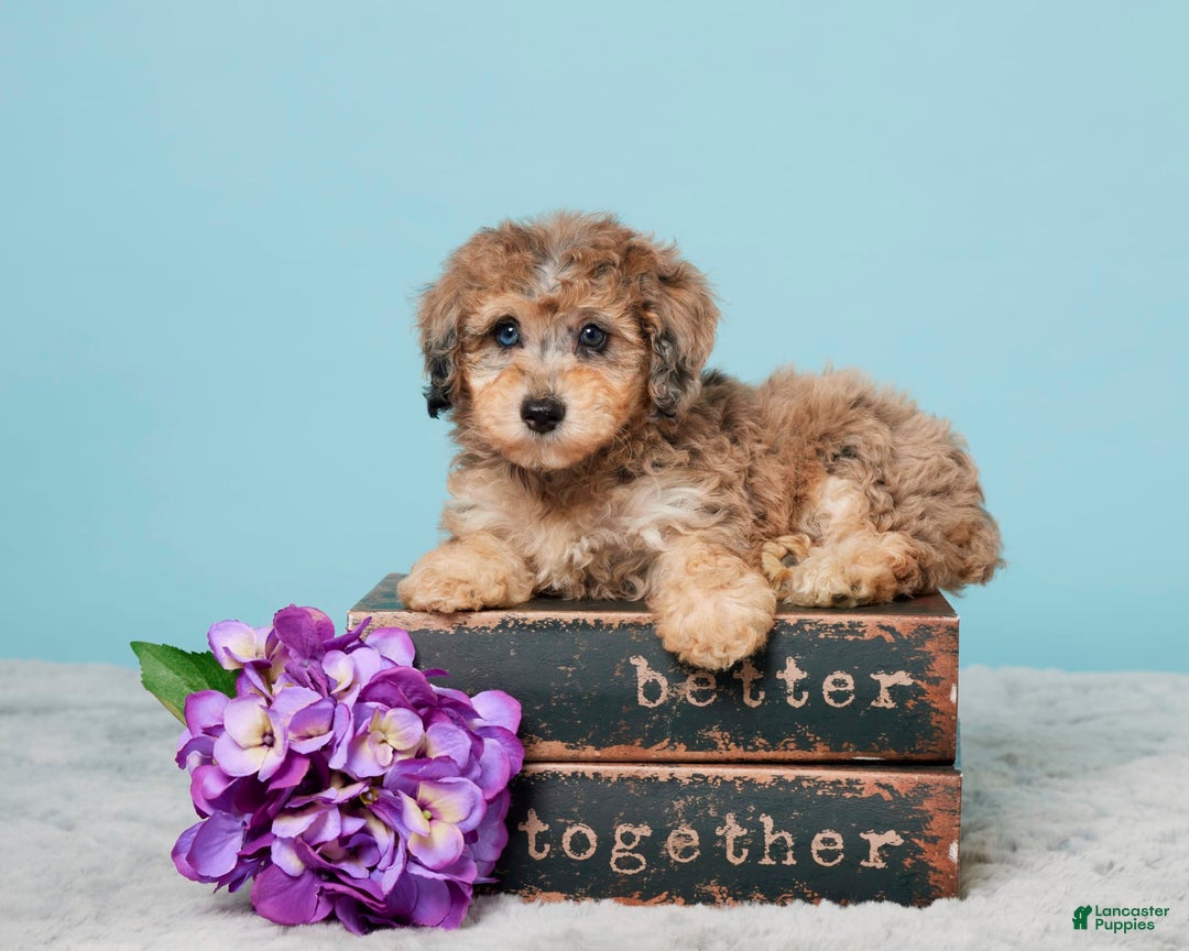 Miniature Poodle dogs for sale: Izzy - Image 1