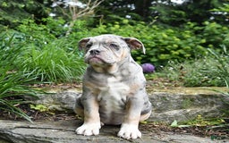 Olde English Bulldogge dogs for sale: Pearl - Image 5