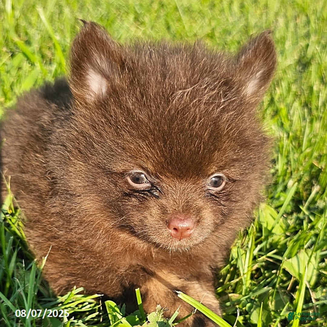 Pomeranian dogs for sale: Pomeranian 4 puppies - Image 16