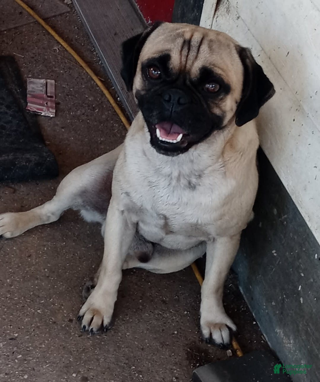 Pug dogs for sale: Mack - Image 10