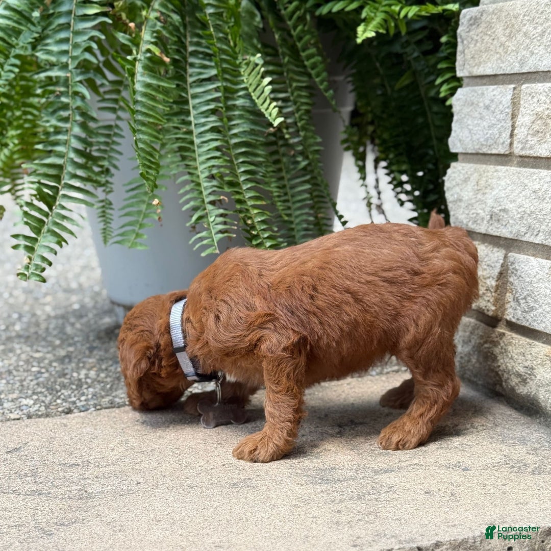 Goldendoodle dogs for sale: Rocky - Image 5