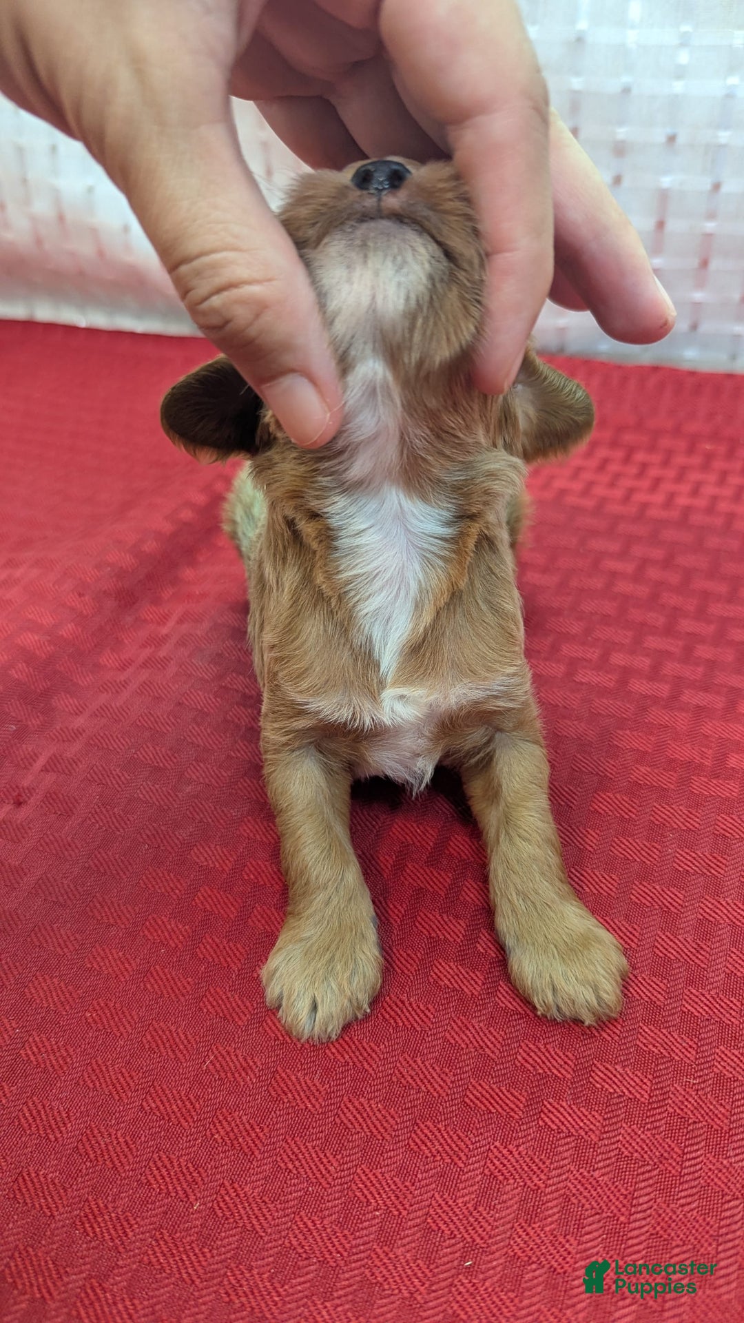 Cavapoo dogs for sale: Rex - Image 5
